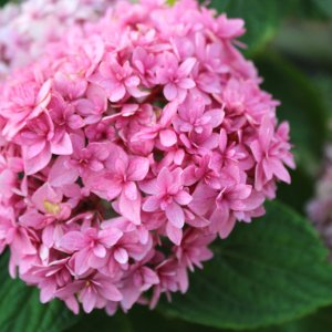 Hortenzia kalinolistá (Hydrangea macrophylla) ´PERFECTION® (You & Me)´ - výška 20-30 cm, Ø 20-30 cm, kont. C3L
